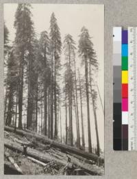 Redwood Utilization Study. Redwood crown types. A drooping branch type in the middle. Tree #683. E.F. July, 1928