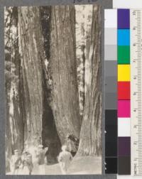 Group of Redwoods in Big Basin State Redwood Park