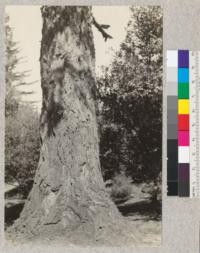 Bark of old Big Cone Spruce on Mt. Wilson, Los Angeles County, April, 1925