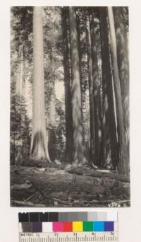 Redwood Bowl contains as fine a group of Sequoias as is to be found anywhere. One can count over 100 large trees from one spot. July, 1928. Metcalf