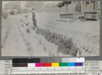 Two members of the class in forestry 106, artificial reproduction, at the forestry nursery, fall of 1917. Left to right, O. S. Waters, and H. Woodruff. Trees in the transplant rows indicating comparative vitality of 1, 3, 4, 5, and 6 year old Bishop pine seed. Trees in rows left hand side of picture next to second row of Bishop pine - western yellow pine, Douglas fir, Jeffery pine