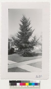 A tree of Abies firma at 231 Talbot St., Santa Rosa. 11 years from planting. It is in flower. March 1952. Metcalf