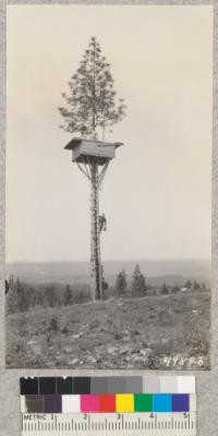 The old lookout tower in a yellow pine on Mt. Zion, Amador County, displaced by steel tower