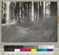 Redwood natural reproduction. Heavy growth of seedlings on road shoulder between camera and culvert post. East side of Redwood Highway about 7 miles north of Crescent City, California. At culvert B 418 + 05. A 42". Douglas fir stump to right about 3 years old. Seedlings 3 to 6" high. 1/6/39. E.F