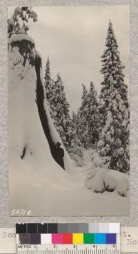 Snow scene - Whitaker's Forest. W. Metcalf. November 15, 1931