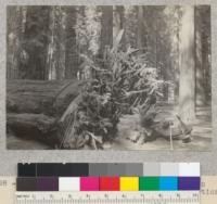 Stump of 12-foot windfall in Richardson Grove, showing subsurface trunk projection, 3 P.M. April 21, 1933. E.F