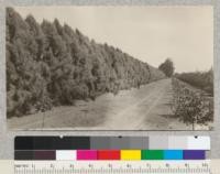 Tamarix articulata 3-4 years old on George C. Power ranch, Ventura County. Has made very good growth. July 1926. This tamarisk completely wrecked by wind in Dec. 1926 and removed