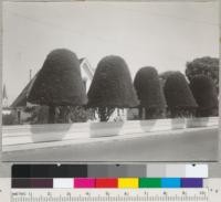 Monterey Cypress topiary art. Ocean Ave., Ferndale, California. 9/8/40. E.F