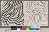 Two pieces of southern longleaf pine, contrasting large and small % of summer wood. U. S. Forest Service photo, Madison Laboratory. Cut from this used in Pratt's bulletin, "Use of Lumber on the Farm."