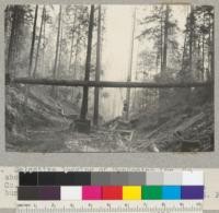 Selective logging of Mendocino Lumber Company above Piccoloti Ranch, Big River Mendocino County, California. Tractor yarding. Before slash burning. 11-29-36 E.F