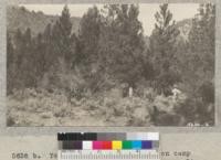 Young ponderosa pine grove on camp site proposed for San Bernardino, Orange, Riverside and Los Angeles 4-H club camp. Inspected by Hertel, Rund and Metcalf. October 1933. Metcalf