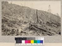 Pacific Lumber Company logging area of 1925 above the top of the long incline. The whole area was burned over after felling in May 1925 with very little damage to down timber. A wood crew hauling wood to donkey engines from land in the foreground on which logging is completed. This area will have to be burned again before planting in order to be safe. 1925