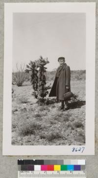 Silver cactus and ocotilla (background) in the desert near Quartzite, Arizona. Feb. 1952. Metcalf