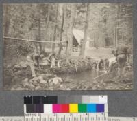 Building a dam. Califorest Camp. 1920