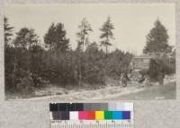 Plantation of White Pine, Cloquet Experiment Station. Stock of mixed ages planted in spring 1913. Spacing 6 x 6 planted at rate of 1000 per man per day. Jack and Red pines in rear