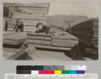 Second Growth Redwood Cutting Experiment Project #688, Big River, Mendocino County, California. Some 30" clear boards of old growth redwood with a pile of second growth in the background. E. Fritz, May 1923