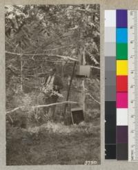 Dr. McDougall demonstrating the use of various instruments for measuring growth and sap pressures attached to a young tree of Arizona Walnut at Carnegie Coastal Laboratory. November, 1925