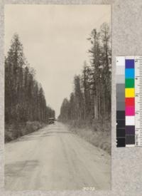 "Jack Pine Flats" between Priest River Station and Priest Lake. Road is straight for nearly five miles. Some birch, hemlock, White Pine and Douglas Fir. Note Lodgepole reproduction at edges of wood