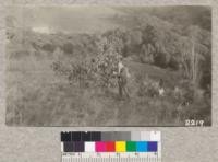 Forestry Division planting area in Strawberry Canyon. Section 2. February 1923. Shows three trees of Eucalyptus resinifera grandiflora 5 years from setting out. These were killed back to ground by mice in 1919. Pinus coulteri in adjacent row, also 5 years since setting out