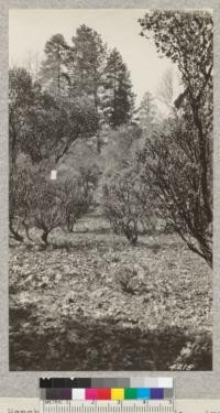 Henshaw Ranch, Mendocino Co. Arctostaphylos manzanita in right foreground grazed severely by elk to a height of 7 ft. Cap hangs 6' above ground. Manzanita bush with paper on it has been killed by elk grazing. Small manzanita in middle foreground has been severely cropped by the elk