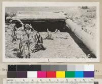 Rolling down and burning brush near King City, Monterey County. H. H. Phelps, Forest Ranger. 1930. Brush roller made from a hot-water boiler and tounge