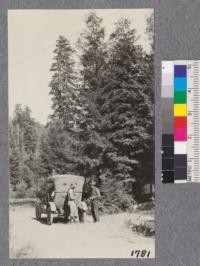 15-year-old redwood sprouts growing up in the railway track at Anderson Mill, Andersonia, Humboldt County. Old timber in background. August 1921