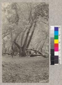 California Laurel along the creek bottom, Muir Woods National Monument. Marin County, California. 1922