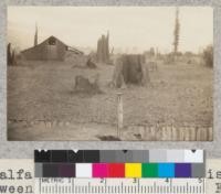 Alfalfa field. Cultivation is carried on between the stumps. Holmes Flat. 1925