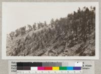 Taken from ridge between Pelican Bay Canyon and first canyon to south - showing Pinus remorata and Pinus muricata windfalls following fire. To left reproduction with no overstory - right, mature stand partly damaged by fire. This whole slope at one time supported a thick stand of Pinus remorata and Pinus muricata. Santa Cruz Island. June 1931