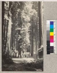 The Pacific Lumber Company survey camp of 1925 located on Bear Creek near Dyerville is situated in one of the most beautiful settings in the redwood region. In addition, it had one of the best camp cooks who ever prepared a meal. H. P. Miller was in charge. 1925