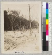 Lady Jane Ranch near Grass Valley, Nevada County. Edge of burned brush area, showing density of the brush disposed of by controlled burning, October 23, 1925. State Ranger W. F. Sharp