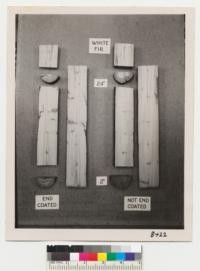 Plate showing penetration of pentachlorophenol into white fir posts. Posts sawed in two after treatment. Treatment to 30" depth. Sections in photo are of the treated portion only. June 1950. Grah