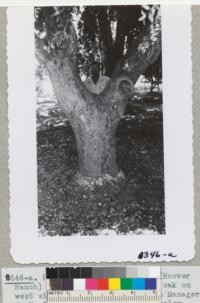 Poso Land & Products Company (Hoover Ranch) at Wasco, Kern County. Cork oak on west side of driveway with Ranch Manager V. H. Taylor. Diameter at 2.5 ft. below fork 25.6" outside the bark & 24.5" inside the bark. Planted 1920. Stripped 1943. Metcalf