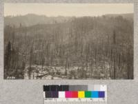 Burned northerly aspect across Castle Creek, Shasta County, had a dense stand of brush and heavy logging slash before fire of August, 1924. Result of this fire is that practically every tree - young and old - is dead. 1925