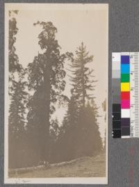 Bigtree and sugar pine on Redwood Mountain along road from Badger to Quail Flat. Exposure S.W. 1/4 mile from N.E. corner of Whitaker's Forest