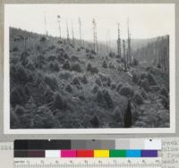 Redwood Region. Looking down from Salmon Creek (north of Fortuna) from area logged by Holmes Eureka Lumber Company with steam equipment and from a point above and west of present camp headquarters. View is at right angles, looking north, from that in #7223. View shows sprout clumps of trees cut in 1935. The scattered seed trees mark limit of 1935 logging and beginning of 1942 logging in photo #7220. 6-30-43. E.F