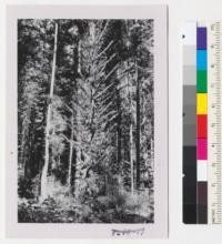 Cascade Head Experiment Forest. Sitka spruce at edge of clear cut, 1950, showing epicormic branching on exposure to light. Metcalf. October 1952