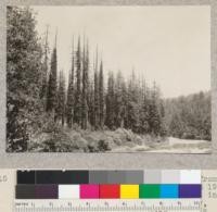 Large redwoods severely burned in fire from split-stuff operation across river about 1925. A few trees killed, others sprouting out in "fire column" style. On Redwood Highway, South Fork Eel River, above Meyers. View from edge of forest and river looking upstream. Five photos in series (#5512a-5515). See also #6925-6. 7-8-32, E.F