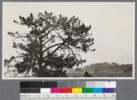 Monterey Pine crown, Pacific Grove, January 1922. Bellue