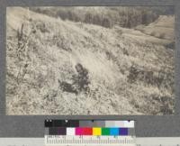 5 year old incense cedar in Forestry Experimental plot in Strawberry Canyon after 2 years struggle against drouth and cattle. Fall 1918