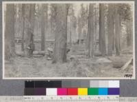 A stand of firs along railroad track, McCloud River operations. Some yarding is done with donkey engines and ground lines