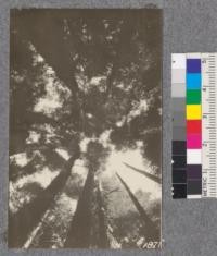 Secondgrowth Redwood Yield Study. Eureka Park - plot #8. View of crowns of a 50 year stand of fir, spruce and redwwod. 140 thousand board feet per acre. Oct. 1922