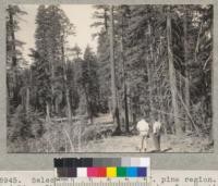 Selective logging in California pine region. Red River Lumber Company. Moonlight block. Dem Hastings and Charles Tebbe in foreground. 7-8-41 E.F