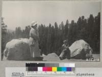 View of veteran Sequoia Giganteas along Redwood Mountain ridge from the General's Highway. July 1937. Metcalf