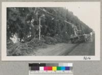 Davey Tree crew with truck ladder pruning a Tamarix articulata windbreak southeast of Bakersfield. November 1951. Metcalf