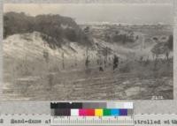 Sand-dune at Sangatuck, Michigan, controlled with brush mat and seedlings planted. It was threatening Sangatuck Harbor. October 1932. Slide Made. Metcalf