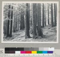 Redwood Region. In Rohner Park, Fortuna, California. 60 years old. After a cleanup in 1937 by Civilian Conservation Corps crews. August 5, 1945. E.F