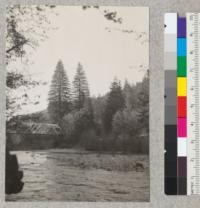 "Twin Trees" at 5 PM looking north from stream's edge. Bridge over South Fork Eel River, 1.5 miles below Richardson Grove. Tree to right 76" diameter at breast height and 200 feet high. Pair to left approximately same size. April 14, 1933. E. F. [See also 5587, 86 & 5737, also #6629]