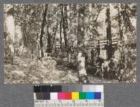 Sample plot taken in mixed hardwood-redwood stand near Brookdale. Ring of redwoods surrounds platform in background. Silviculture trip to Brookdale, 1920