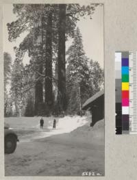 A group of Sequoia gigantea and 5 feet of snow at Giant Forest. March 1935. Metcalf